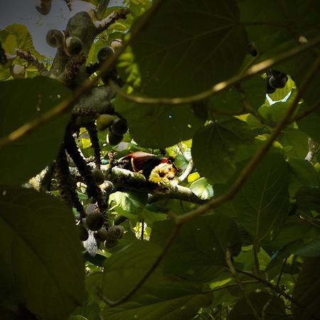 Hill Valley Farm House Nelliyampathy Buitenkant foto